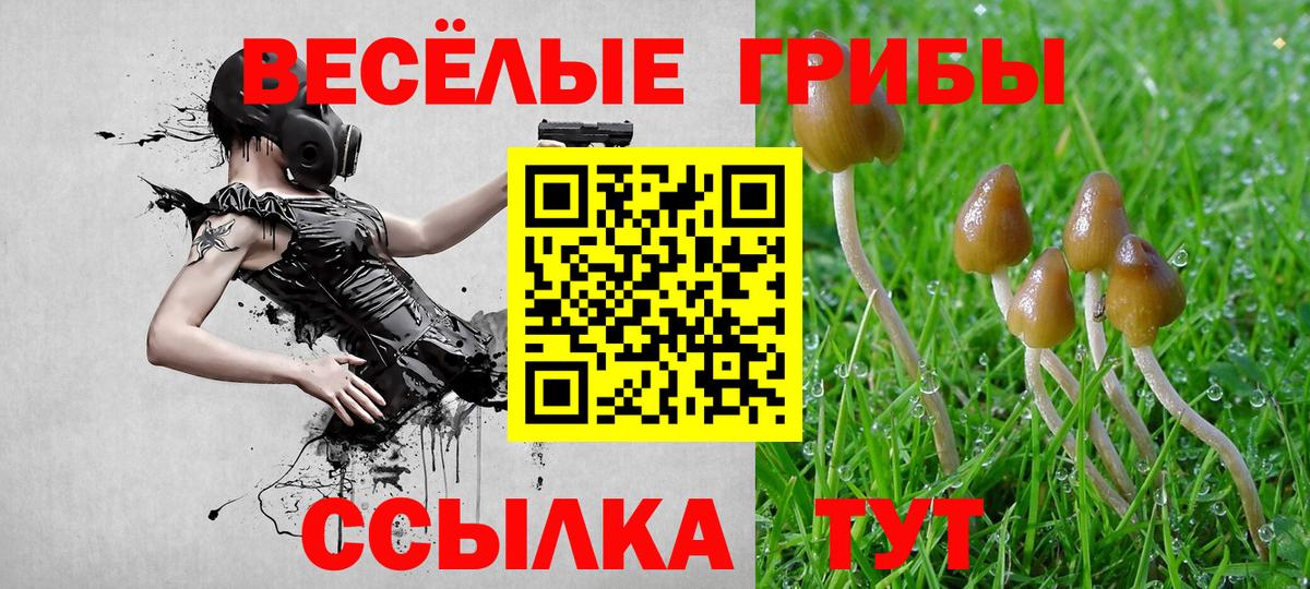 Абинск  даркнет сайт  Вход с VPN  Псилоцибиновые грибы Cubensis 